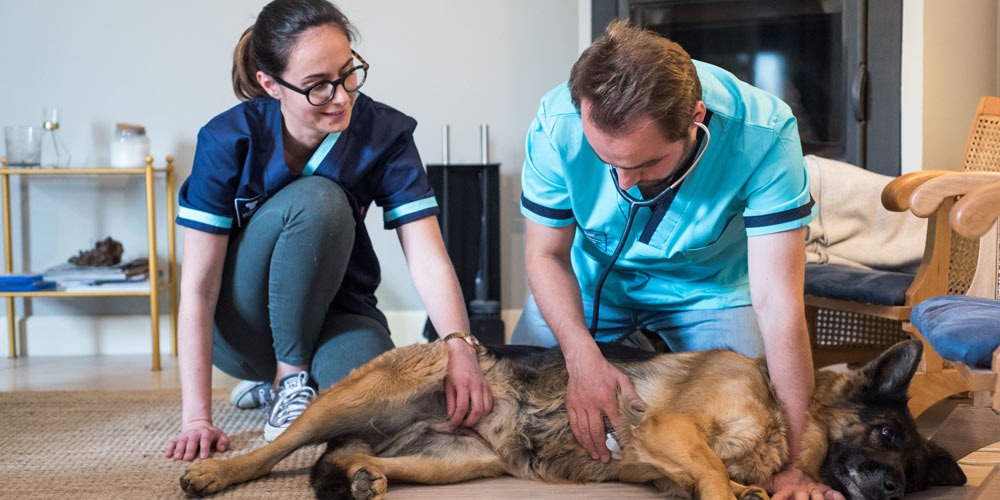 Consulta Veterinária ao domicílio